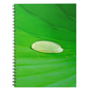 Cuaderno bloc de notas fotográfico de Lily Pad