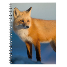 Cuaderno Bloc de notas Fox de Brown