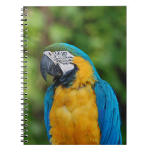 Cuaderno bloc de notas _ loro