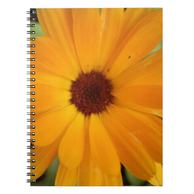 Cuaderno Bloc de notas naranja Rain Daisy (Frente)