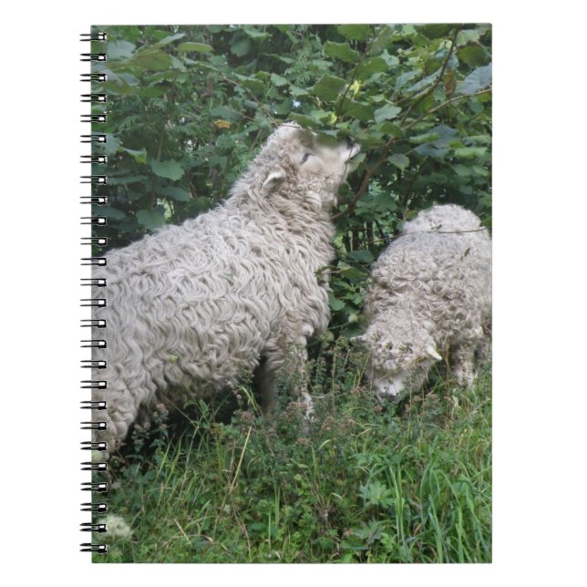 Cuaderno Bloc de notas para comer ovejas con leche (Frente)