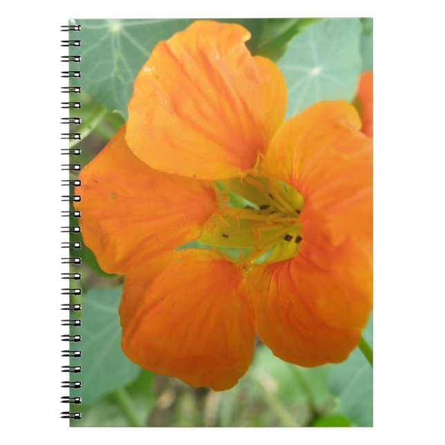 Cuaderno Bloc de notas para flores de bonito Nasturtium (Frente)