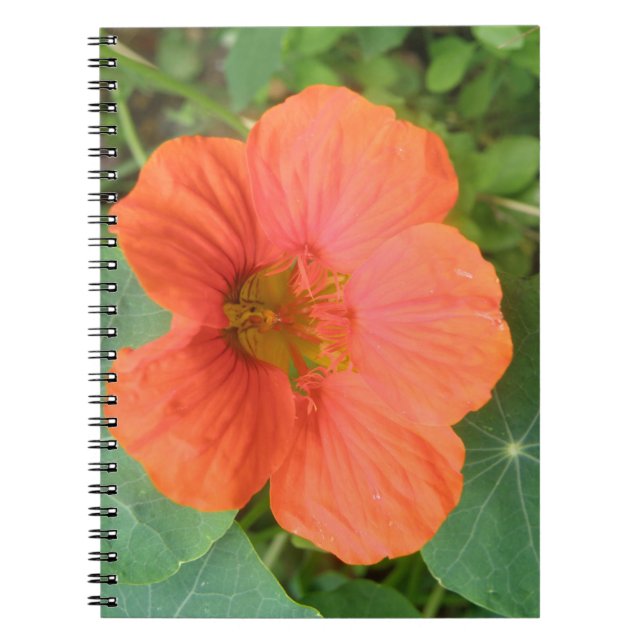 Cuaderno Bloc de notas para flores de naranja Nasturtium (Frente)