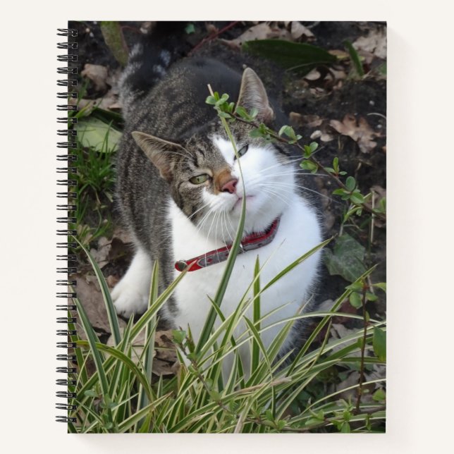 Cuaderno Bloc de notas para gato blanco y gris (Anverso)