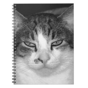 Cuaderno Bloc de notas para gatos en blanco y tabby