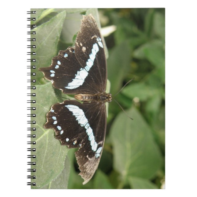 Cuaderno Bloc de notas para mariposa tropical en blanco y n (Frente)
