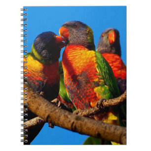 Cuaderno bloc de notas Rainbow Lorikeet
