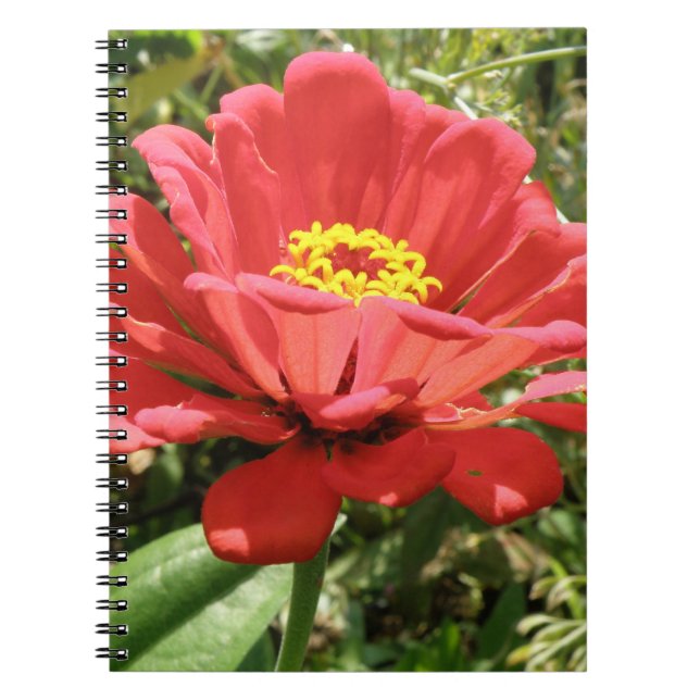 Cuaderno Bloc de notas Red Zinnia (Frente)