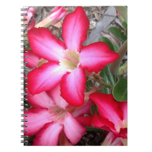 Cuaderno bloc de notas Rosa del desierto