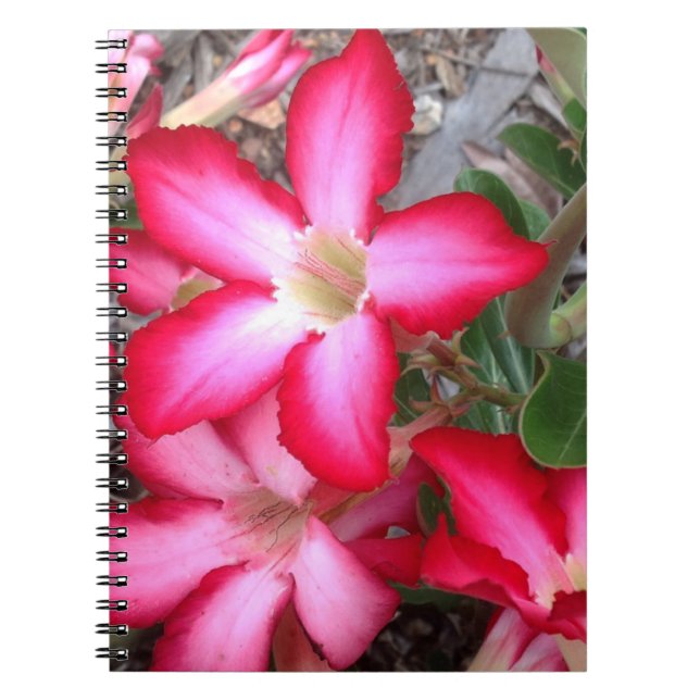 Cuaderno bloc de notas Rosa del desierto (Frente)