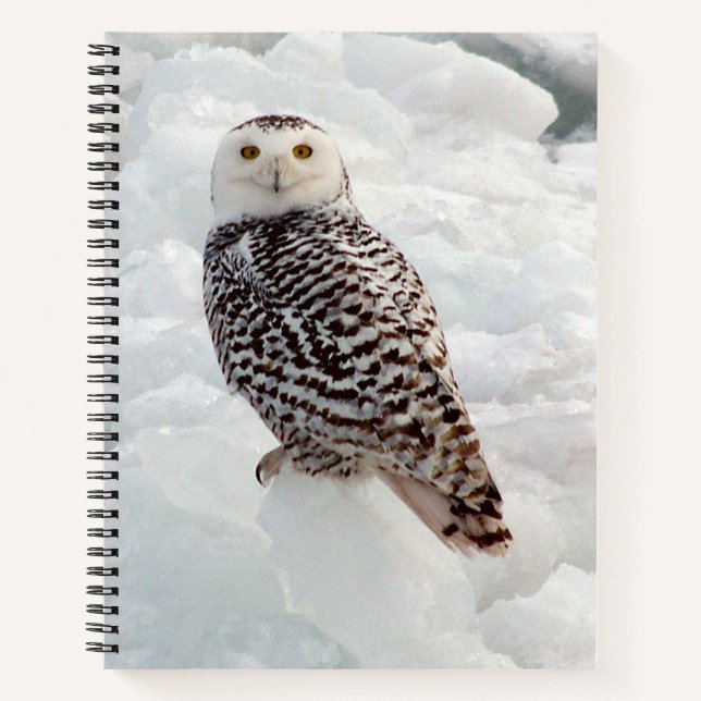 Cuaderno bloc de notas Snowy Owl (Anverso)