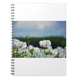 Cuaderno Bloemen veld, Papaver somneferum maanzaad bloem.