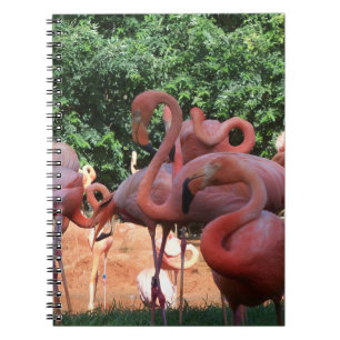 Cuaderno Bloque De Flamencos Rosados