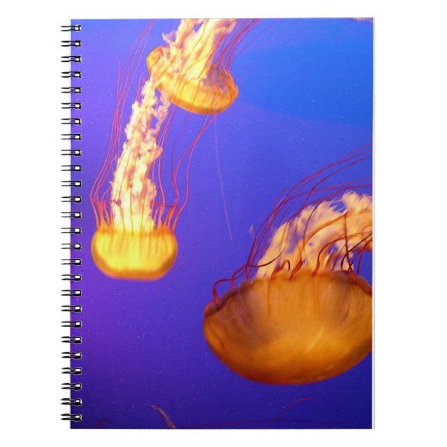 CUADERNO BLOQUEO DE NOTELÓGICO ESPECIAL DE JELLYFISH BOUND (Frente)