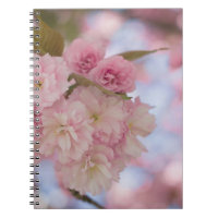 BLOSSOM DE CHERRY PINK EN FOTOGRAFÍA CERRADA