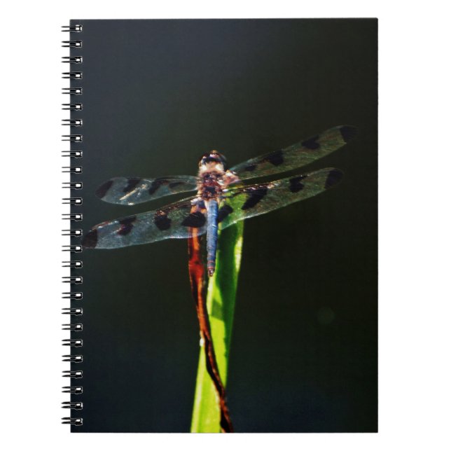Cuaderno Blue and black  Dragonfly on green and red grass (Frente)