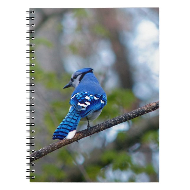 Cuaderno Blue Jay (Frente)