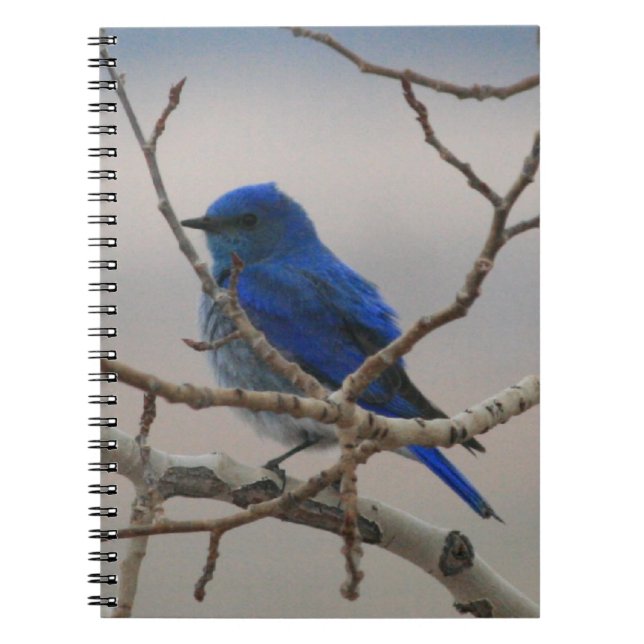 Cuaderno Bluebird de la montaña (Frente)