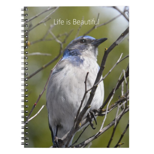 Cuaderno Bluebird in Tree (my photography) (Frente)