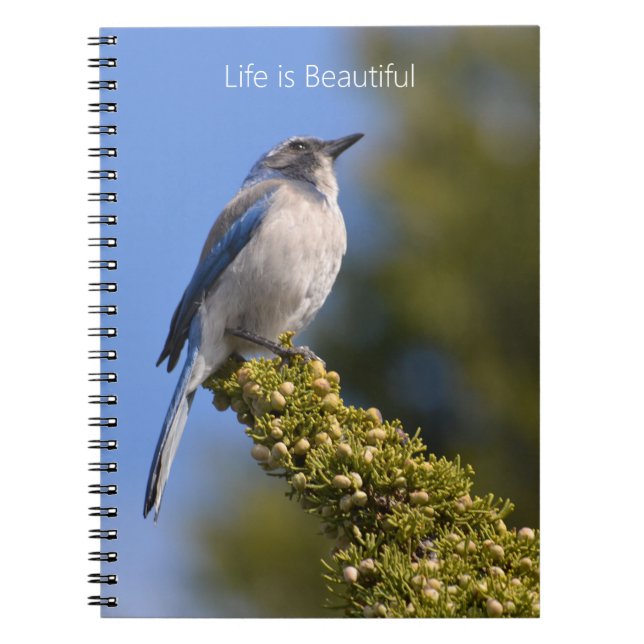Cuaderno Bluebird Tree Branch (my photography) (Frente)