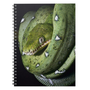 Cuaderno Boa esmeralda de la serpiente verde del árbol en