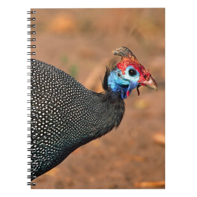 Cuaderno Bola de Guinea Helmeted (Numida meleagris). África (Frente)