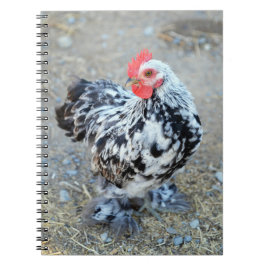 Cuaderno Boletín para portátiles de pollo con motor Bantam 