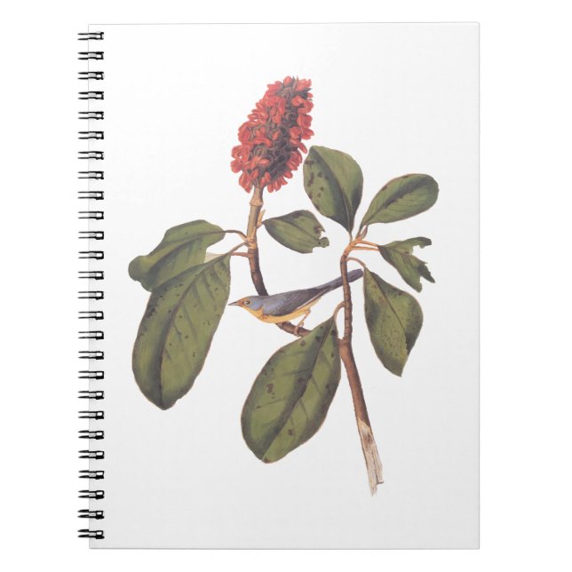 Cuaderno Bonaparte Flycatcher Canada Warbler Audubon Bird (Frente)