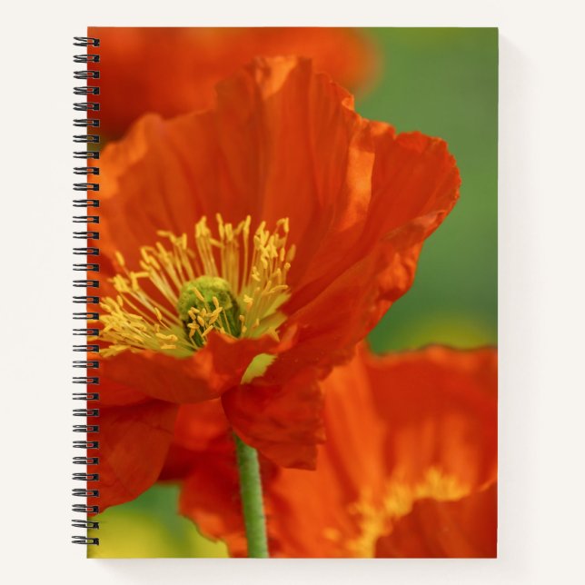 Cuaderno Bonita amapola roja (Anverso)