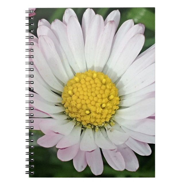 Cuaderno Bonito (Frente)