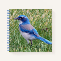 Bonito Blue Scrub Jay Bird Photo
