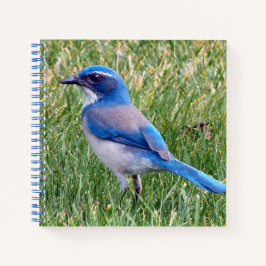 Cuaderno Bonito Blue Scrub Jay Bird Photo