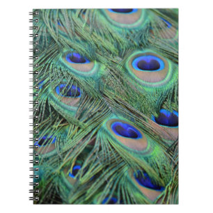 Cuaderno Bonito Peacock Feathers