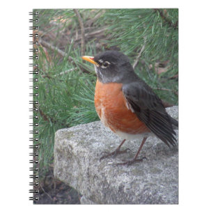 Cuaderno Bonito Robin En Garden Photo