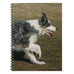 Cuaderno Border collie que corre 1