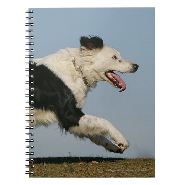 Cuaderno Border collie que corre 2 (Frente)