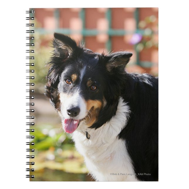 Cuaderno Border collie que jadea 1 (Frente)