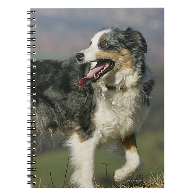 Cuaderno Border collie que jadea 2 (Frente)