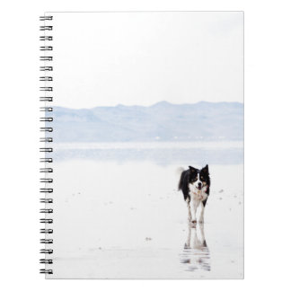 Cuaderno Border collie reflejado