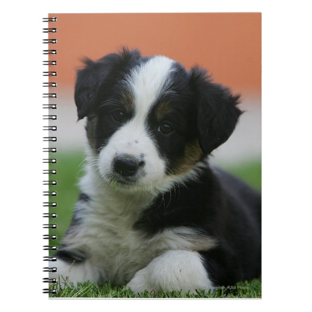 Cuaderno Border collie viejo de 6 semanas (Frente)