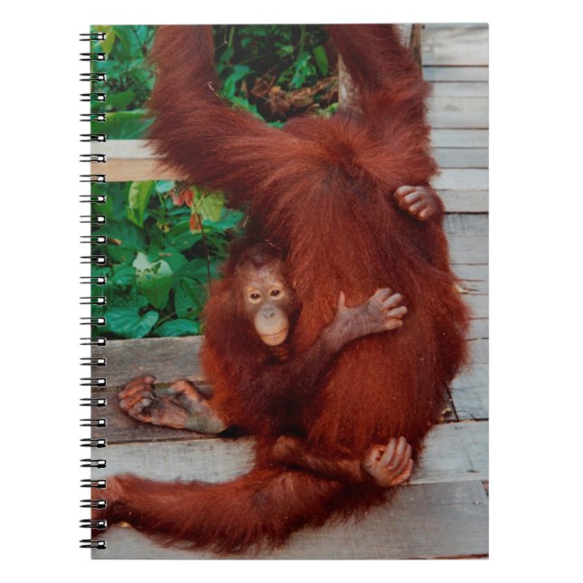 Cuaderno Borneo orangutan (Frente)