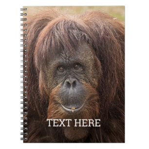 Cuaderno Borneo Orangutan Beautiful Photography