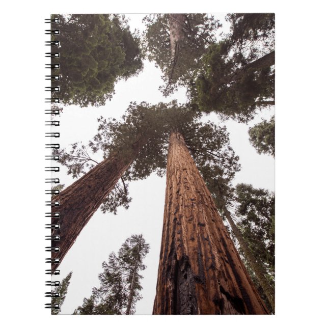 Cuaderno bosque, árbol (Frente)