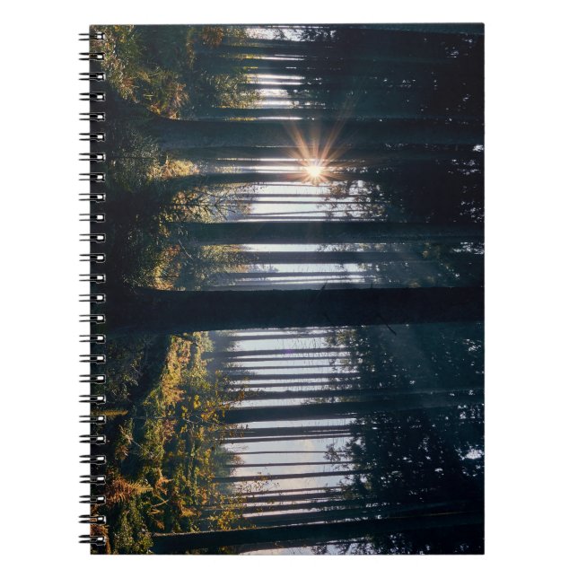 Cuaderno Bosque, árboles, luz solar (Frente)