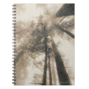 Cuaderno Bosque de la secoya, California septentrional