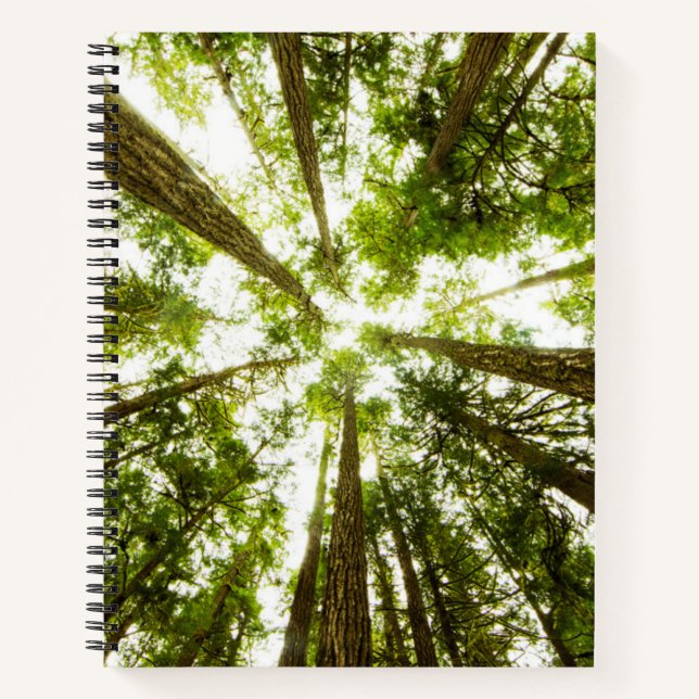 Cuaderno Bosque de lluvias verdes (Anverso)