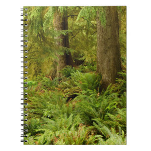 Cuaderno Bosque exuberante y helechos   Parque Estatal Ecol