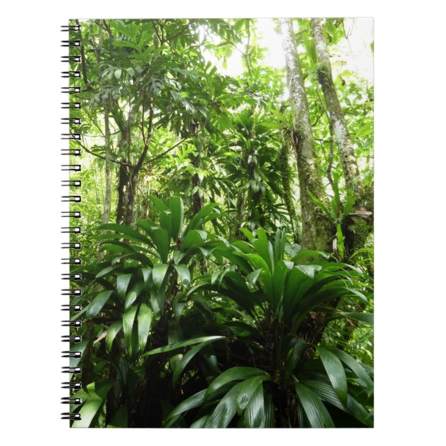 Cuaderno Bosque lluvioso dominicano I Naturaleza tropical v (Frente)