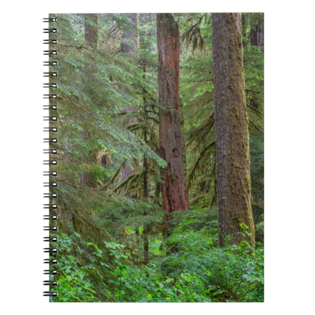 Cuaderno Bosque nacional Willamette | Oregón (Frente)