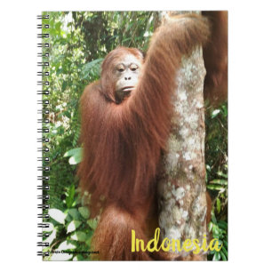 Cuaderno Bosque pluvial de Borneo en Orangután
